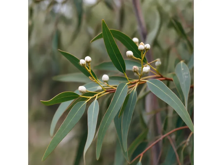 eucalyptus glob
