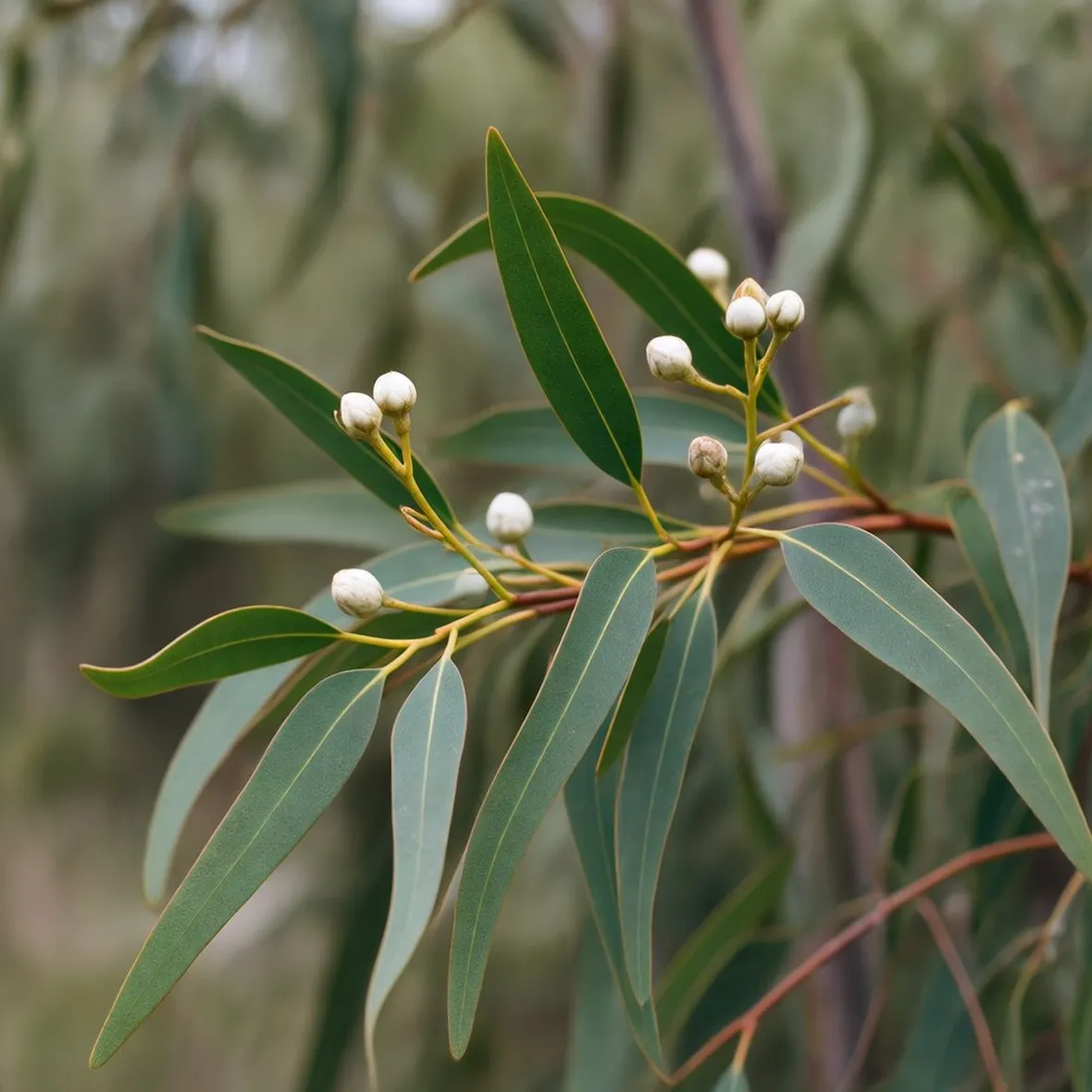 eucalyptus glob