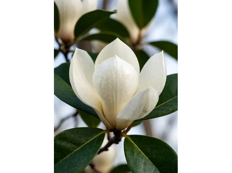 magnolia