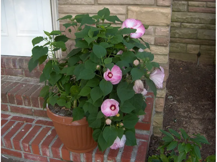 Esempio di hibiscus piantato in vaso