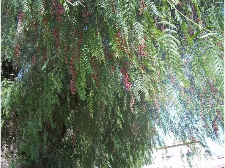 Chioma pianta pepe rosa