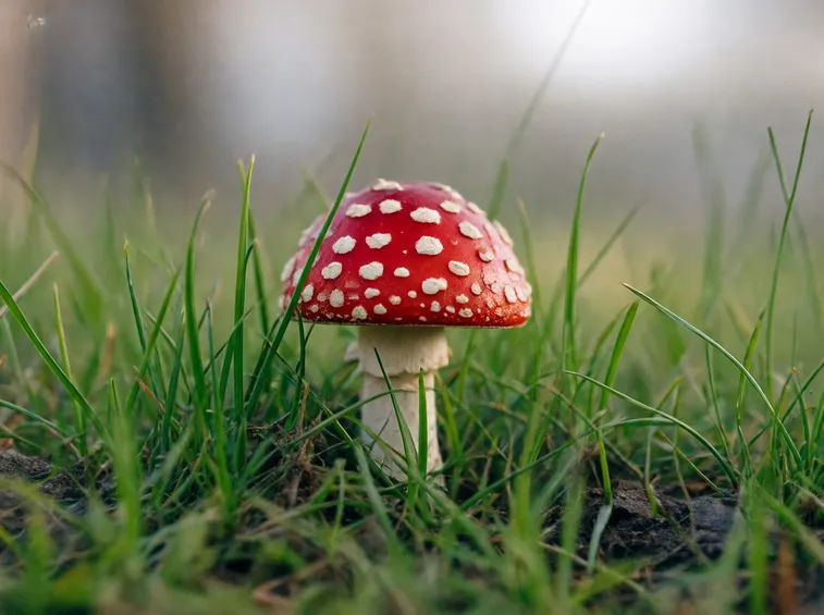 amanitamuscaria1