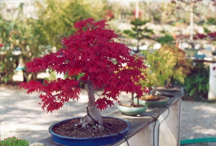 Bonsai acero rosso - Piante bonsai - Coltivare bonsai acero rosso