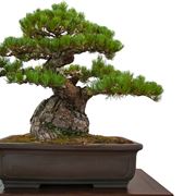 Bonsai ficus