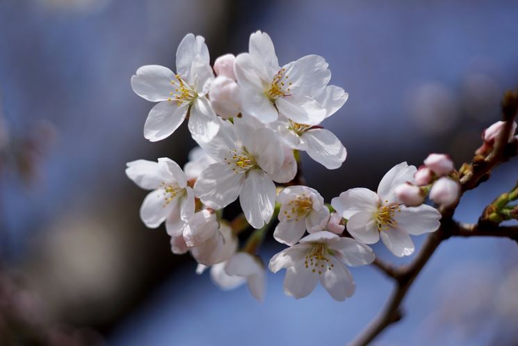 Fiori ciliegio - fiori di piante - Caratteristiche dei fiori di