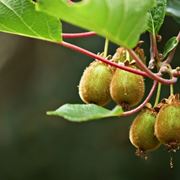 pianta di kiwi