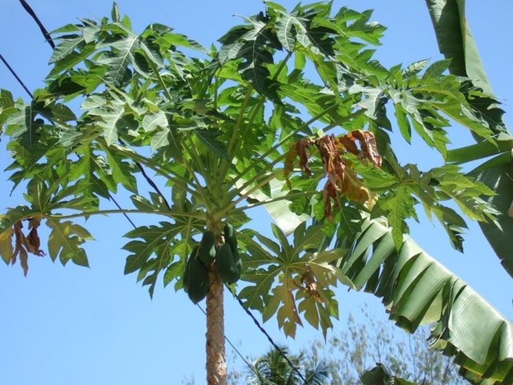 Cura della pianta di avocado