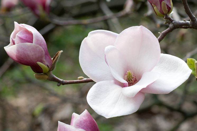 Magnolia - Magnolia grandiflora - Alberi - Caratteristiche ...