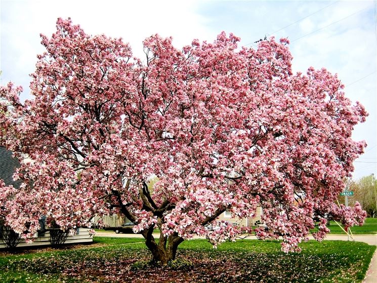 magnolia grandiflora gallisoniere