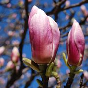 magnolia significato