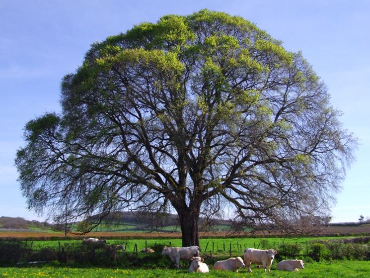 Olmo albero - Alberi - Coltivare olmo