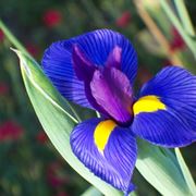 Iris viola