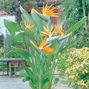 Strelitzia reginae