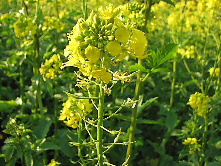 Image result for senape pianta aromatica