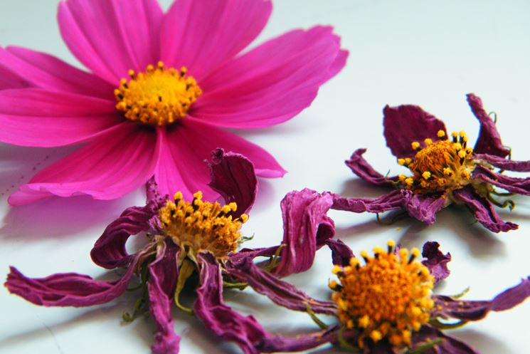Fermacapelli di fiori secchi di Oui Fleurs - ordina online su Cosaporto