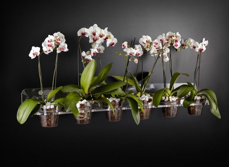 Vaso trasparente per orchidee  Materiali per la coltivazione delle orchidee .